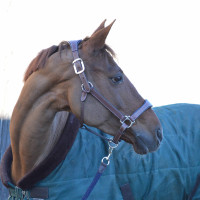 Lederen halster Flags & Cup PARIS Bruin / marineblauw Lederen halster Flags & Cup PARIS Bruin / marineblauw