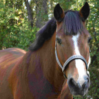 Set Halster En Longe Colca Vlaggen & Beker Zandkleurig Beige