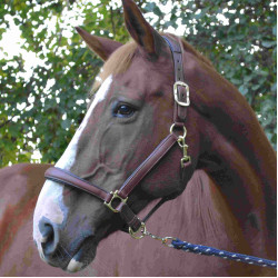 Licol LeMieux Anatomic Marron