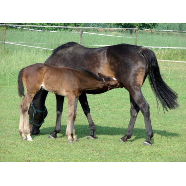 Drinkbak PF1 Polyfirst La Gée