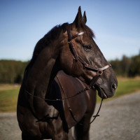 Bridon combiné Orlando Horze bitless en cuir Marron