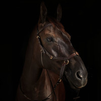 Bridon combiné Orlando Horze bitless en cuir Marron Bridon combiné Orlando Horze bitless en cuir Marron