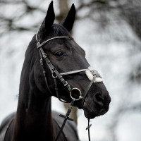 Bridon Valencia Kruisneusriem met strass Zwart Bridon Valencia Kruisneusriem met strass Zwart