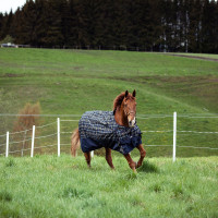 Halster Carlisle Horze met strass Zwart Halster Carlisle Horze met strass Zwart
