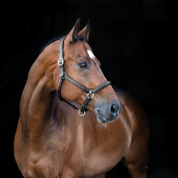 Warren zacht leren halster Horze Zwart Warren zacht leren halster Horze Zwart