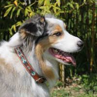 Collier pour chien Pénélope Pearl Cognac / turquoise Marron Collier pour chien Pénélope Pearl Cognac / turquoise Marron