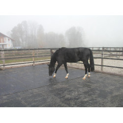 DELTA DIAM - SOL ALLEE ECURIE DELTA DIAM - SOL ALLEE ECURIE