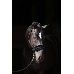 Licol Classic Soft Covalliero Noir