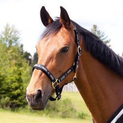 Licol Hamptons Horze Noir Licol Hamptons Horze Noir