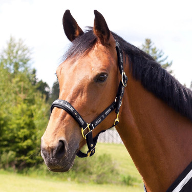 Licol Hamptons Horze Noir Licol Hamptons Horze Noir