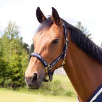 Licol Hamptons Horze bleu foncé Licol Hamptons Horze bleu foncé