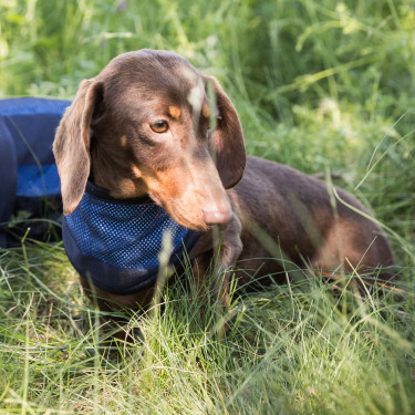 Verkoelende bandana Cool on Track Back on Track Blauw Verkoelende bandana Cool on Track Back on Track Blauw