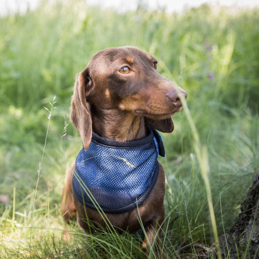 Verkoelende bandana Cool on Track Back on Track Blauw Verkoelende bandana Cool on Track Back on Track Blauw