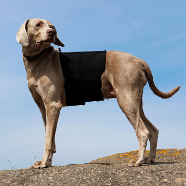 Ceinture Lombaire Back on Track pour chien Ceinture Lombaire Back on Track pour chien