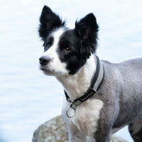 Collier pour chien Molly Back on Track Noir / argent Collier pour chien Molly Back on Track Noir / argent