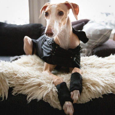 Greyhound jas voor honden Back on Track Zwart Greyhound jas voor honden Back on Track Zwart