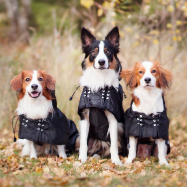 Manteau imperméable doublé pour chien Back on Track Noir