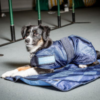 Koeljas voor honden Back on... Koeljas voor honden Back on...