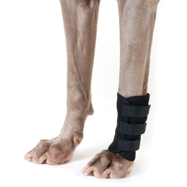 Protection pattes avant Back on Track pour chien Protection pattes avant Back on Track pour chien