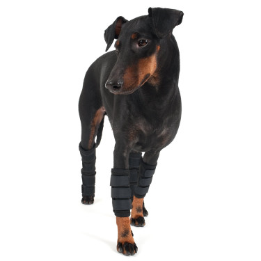Bescherming voorpoten Back on Track voor hond Bescherming voorpoten Back on Track voor hond