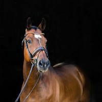 Anatomisch hoofdstel Clermont Horze Donkerbruin