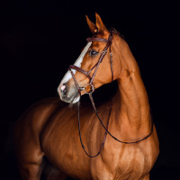 Filet Sion met teugels Horze Zwart Filet Sion met teugels Horze Zwart