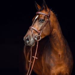 Filet Sion avec rênes Horze Marron Filet Sion avec rênes Horze Marron