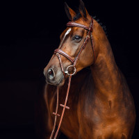 Filet Sion met teugels Horze Bruin