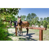 Stabilisatietegels Stab-Max