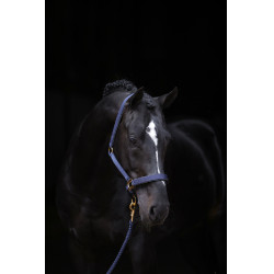 Licol TopLine Covalliero Bleu marine