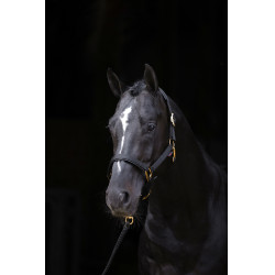 Licol TopLine Covalliero Noir