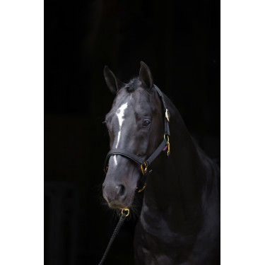Licol TopLine Covalliero Noir