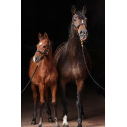 Licol TopLine Covalliero Noir