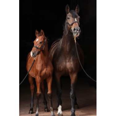 Licol TopLine Covalliero Noir
