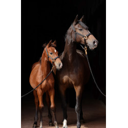 Licol TopLine Covalliero Noir