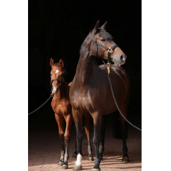 Licol TopLine Covalliero Noir