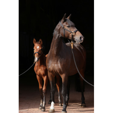 Licol TopLine Covalliero Noir
