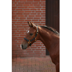 Licol poulain TopLine Covalliero Noir Licol poulain TopLine Covalliero Noir