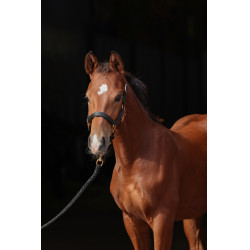 Licol poulain TopLine Covalliero Noir Licol poulain TopLine Covalliero Noir