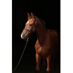 Licol poulain TopLine Covalliero Noir Licol poulain TopLine Covalliero Noir