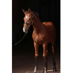 Licol poulain TopLine Covalliero Noir Licol poulain TopLine Covalliero Noir