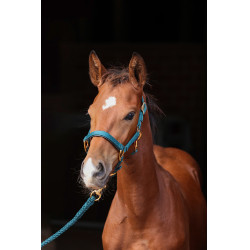 Licol poulain TopLine Covalliero Vert forêt