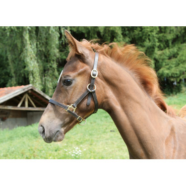 Licol poulain Eco Covalliero Licol poulain Eco Covalliero