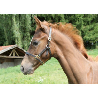 Veulenhalster Eco Covalliero Bruin
