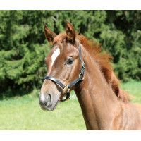 Licol poulain Eco Covalliero Noir