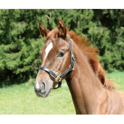 Veulenhalster Eco Covalliero Zwart