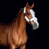 Licol mouton Horze Lincoln Marron foncé / blanc cassé Licol mouton Horze Lincoln Marron foncé / blanc cassé