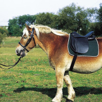 Selle Norton Club trekpaardenzadel Zwart